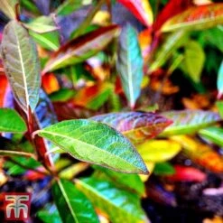 Viburnum Nudum 'Brandywine'