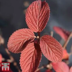 Viburnum Plicatum F. Tomentosum -NAOMI Plant Shop vibu gran