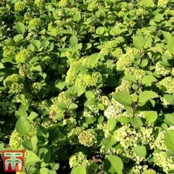 Viburnum Plicatum F. Tomentosum -NAOMI Plant Shop vibu granno