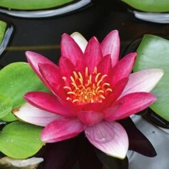 Water Lily Red With Pond Basket -NAOMI Plant Shop water red NOW1