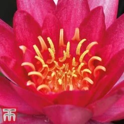 Water Lily Red With Pond Basket -NAOMI Plant Shop water red21