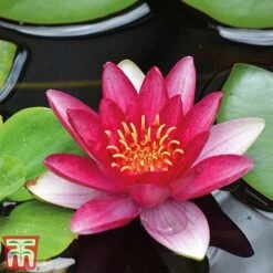 Water Lily Trio With A Pond Basket -NAOMI Plant Shop water red4