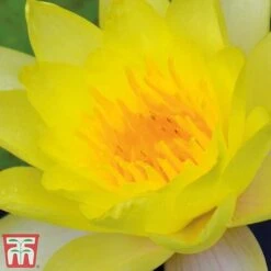 Water Lily Yellow With A Pond Basket -NAOMI Plant Shop water yellow21
