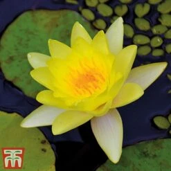 Water Lily Yellow With A Pond Basket -NAOMI Plant Shop water yellow4
