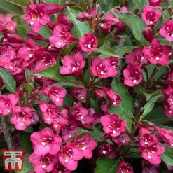 Weigela 'Towers Of Flowers'&reg; Duo -NAOMI Plant Shop weig ch2