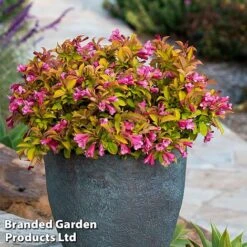 Weigela 'Magic Carpet' -NAOMI Plant Shop weigela1