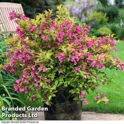 Weigela 'Magic Carpet' -NAOMI Plant Shop weigela2