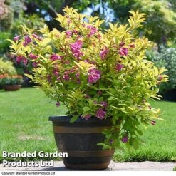 Weigela 'Magic Carpet' -NAOMI Plant Shop weigela4