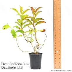 Weigela 'Magic Carpet' -NAOMI Plant Shop weigela6