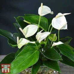 Anthurium Aqua - Gift -NAOMI Plant Shop white261