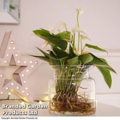 Anthurium Aqua - Gift -NAOMI Plant Shop white33