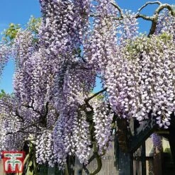 Wisteria Sinensis 'Prolific' -NAOMI Plant Shop wist2