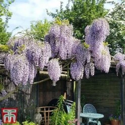 Wisteria Sinensis 'Prolific' -NAOMI Plant Shop wist3