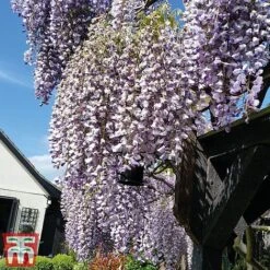 Wisteria Sinensis 'Prolific' -NAOMI Plant Shop wist4