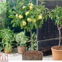 Fruit Tree Collection (Mini Fruit Tree) -NAOMI Plant Shop z APPL T10395 A
