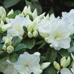 Azalea 'Dwarf Collection' -NAOMI Plant Shop z AZAL T51899 A h
