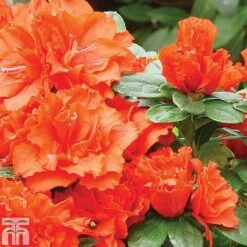 Azalea 'Dwarf Collection' -NAOMI Plant Shop z AZAL T51901 A h