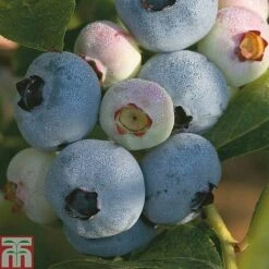 Blueberry 'Full Season Collection' -NAOMI Plant Shop z BLUE CWW3179 A h