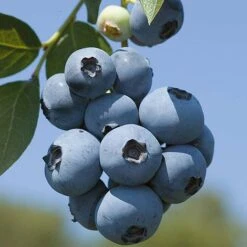 Blueberry 'Full Season Collection' -NAOMI Plant Shop z BLUE CWW3305 A h