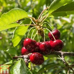 Cherry & Plum Duo (Mini Fruit Trees) -NAOMI Plant Shop z CHER T10442 A1