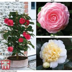 Camellia 'Blooming Wonder' Trio
