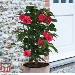 Camellia 'Blooming Wonder' Trio -NAOMI Plant Shop z Camellia Blooming Wonder Red