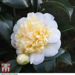 Camellia 'Blooming Wonder' Trio -NAOMI Plant Shop z Camellia Blooming Wonder White