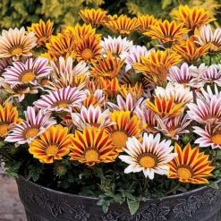 Nurseryman's Choice Summer Annual Plants -NAOMI Plant Shop z GAZA T47451 A
