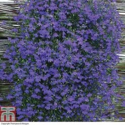 Nurseryman's Choice Summer Annual Plants -NAOMI Plant Shop z LOBE T16172 A