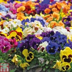 Pansy Summertime Mix (Garden Ready) -NAOMI Plant Shop z PANS P85592 A4
