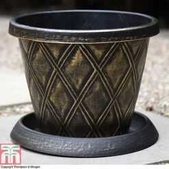 Clematis 'New Love' -NAOMI Plant Shop z PATI T56850P A36