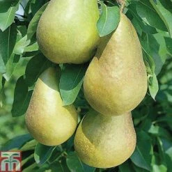 Fruit Tree Collection (Mini Fruit Tree) -NAOMI Plant Shop z PEAR T42025 A h