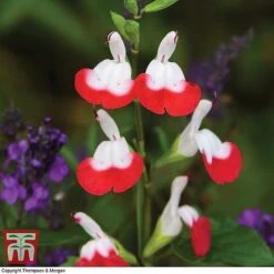 Salvia 'Hot Lips'