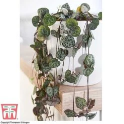 Hanging Houseplant Collection 8 Hanging Houseplant Collection -NAOMI Plant Shop z STRI KA8603 A