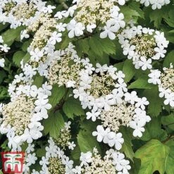 Viburnum Duo -NAOMI Plant Shop z VIBR T14749 C