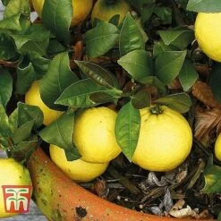 Mediterranean Fruit Collection -NAOMI Plant Shop z citrus t10993 B
