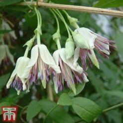 Clematis Duo Collection -NAOMI Plant Shop z nap