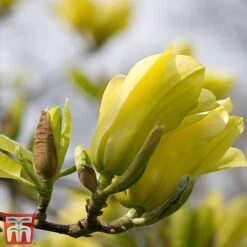 Magnolia X Brooklynensis 'Yellow Bird' -NAOMI Plant Shop z yellow11